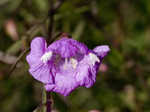 Slenderleaf false foxglove